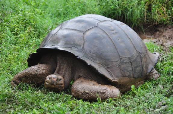 As famosas tartarugas de Galápagos, na Ilha de Santa Cruz